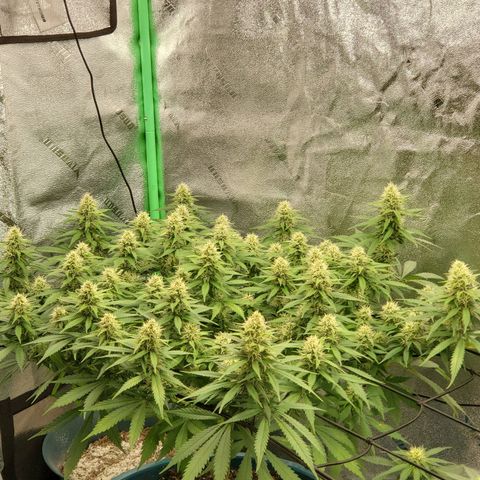 Cali growlog timeline photo