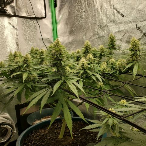 Cali growlog timeline photo