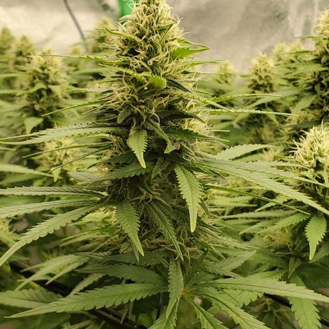 Cali growlog timeline photo