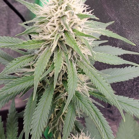 Cali growlog timeline photo