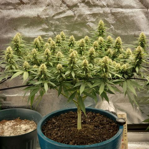 Cali growlog timeline photo