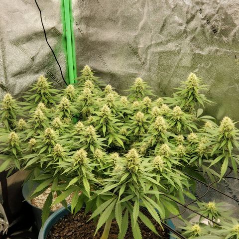 Cali growlog timeline photo