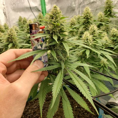 Cali growlog timeline photo
