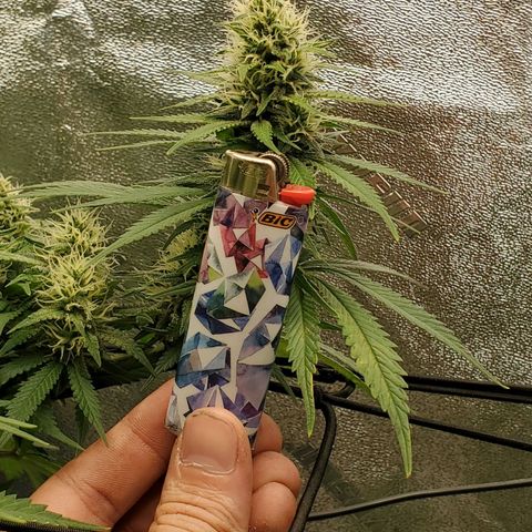 Cali growlog timeline photo