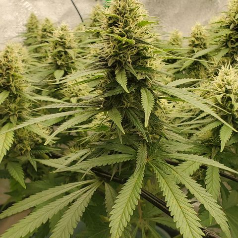Cali growlog timeline photo
