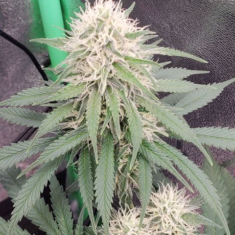 Cali growlog timeline photo