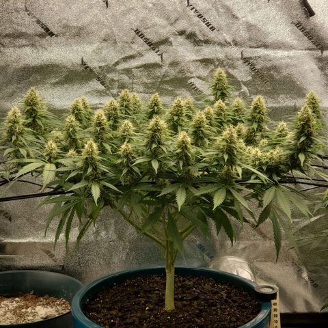 Cali growlog timeline photo