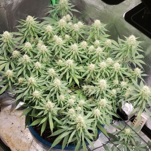 Cali growlog timeline photo