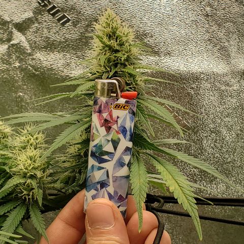 Cali growlog timeline photo