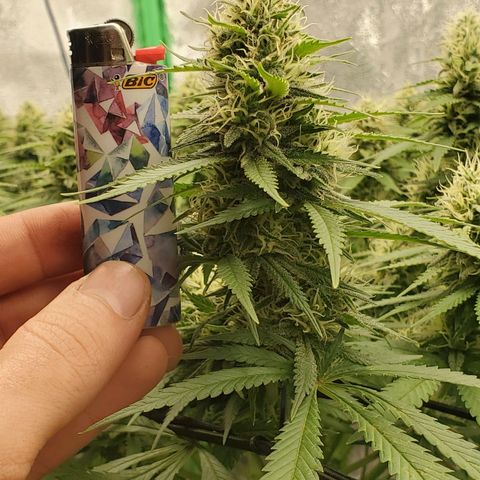 Cali growlog timeline photo