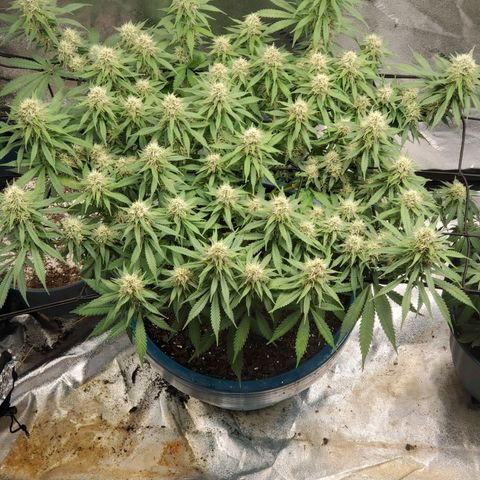 Cali growlog timeline photo