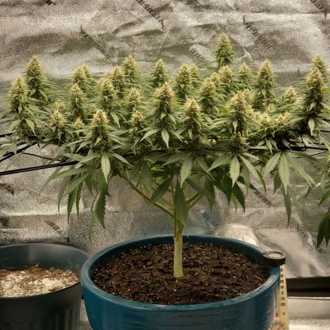 Cali growlog timeline photo
