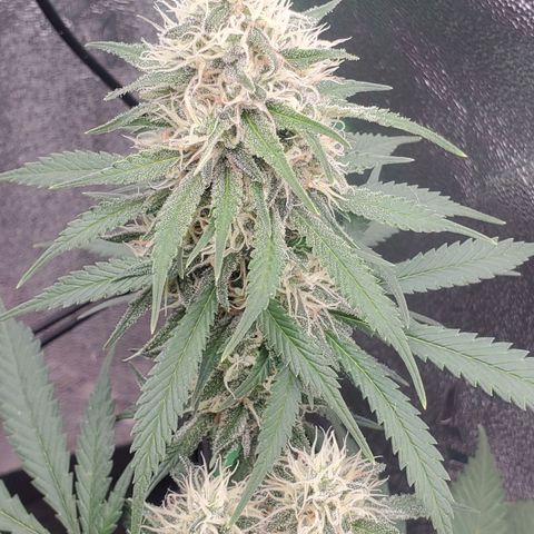 Cali growlog timeline photo
