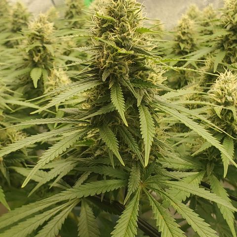 Cali growlog timeline photo