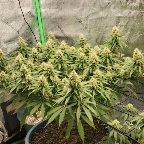 Cali growlog timeline photo