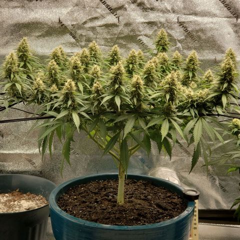 Cali growlog timeline photo