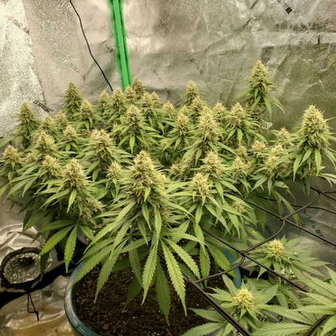 Cali growlog timeline photo