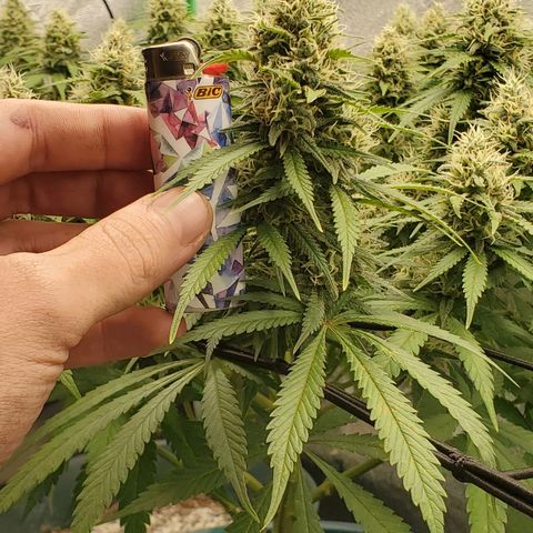Cali growlog timeline photo