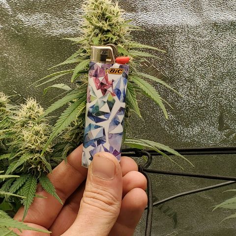 Cali growlog timeline photo