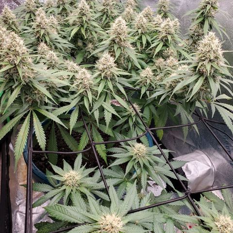 Cali growlog timeline photo