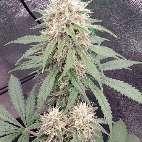 Cali growlog timeline photo