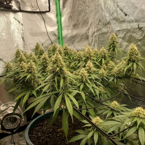 Cali growlog timeline photo