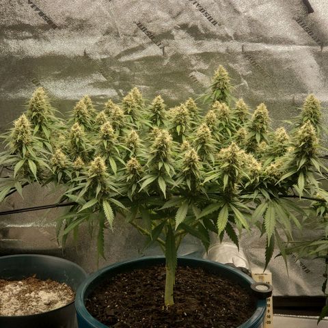 Cali growlog timeline photo