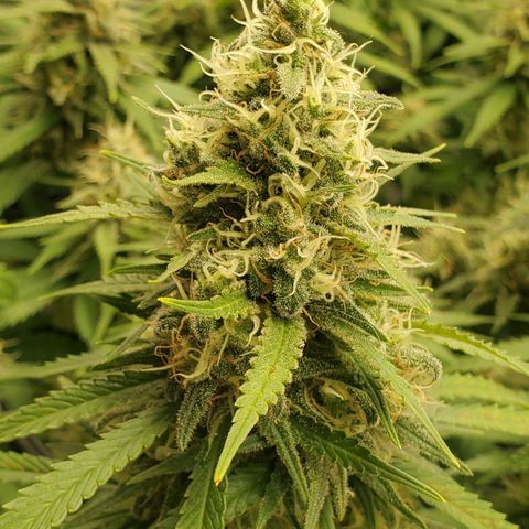 Cali growlog timeline photo
