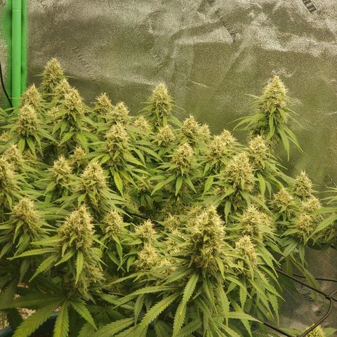 Cali growlog timeline photo
