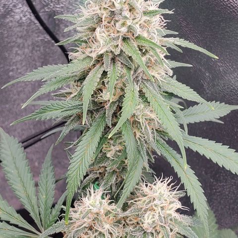 Cali growlog timeline photo