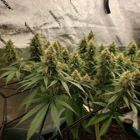 Cali growlog timeline photo