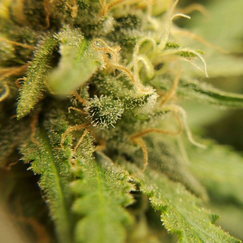 Cali growlog timeline photo
