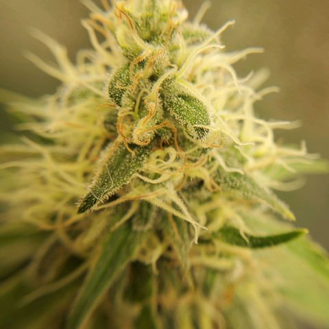 Cali growlog timeline photo