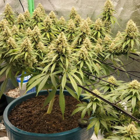 Cali growlog timeline photo
