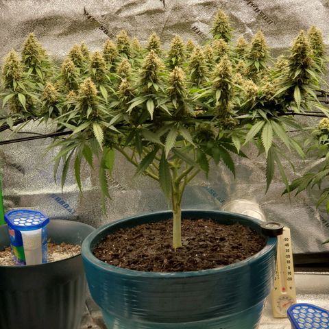 Cali growlog timeline photo
