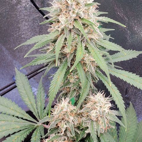 Cali growlog timeline photo