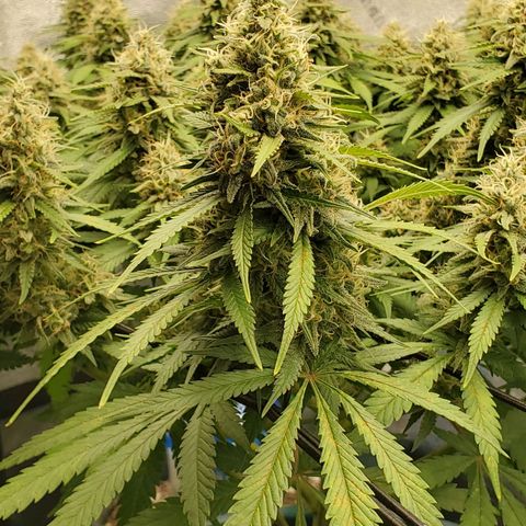 Cali growlog timeline photo