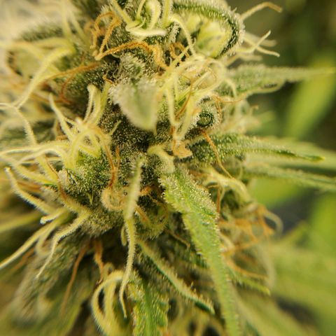 Cali growlog timeline photo