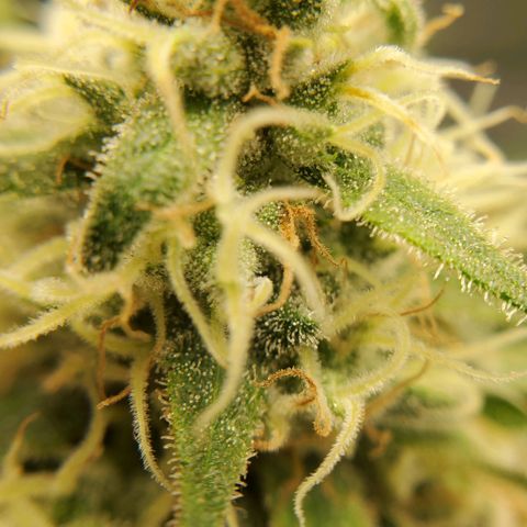Cali growlog timeline photo
