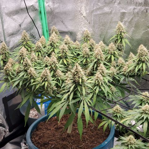 Cali growlog timeline photo