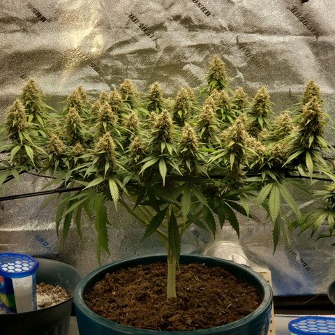 Cali growlog timeline photo