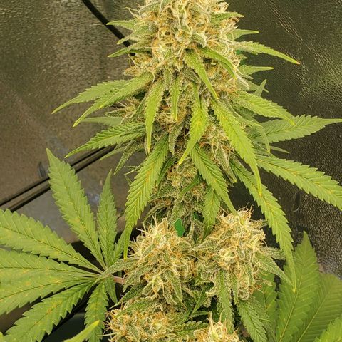 Cali growlog timeline photo