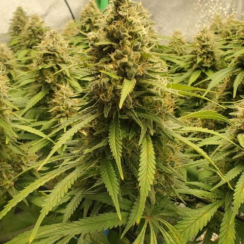 Cali growlog timeline photo