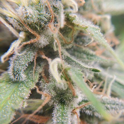 Cali growlog timeline photo