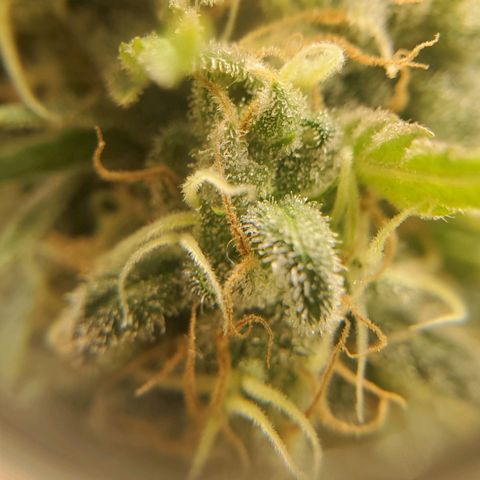 Cali growlog timeline photo