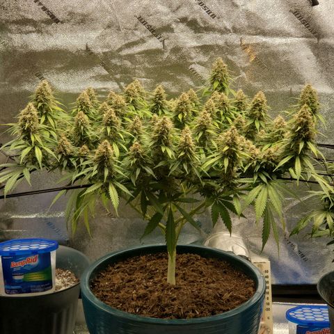 Cali growlog timeline photo