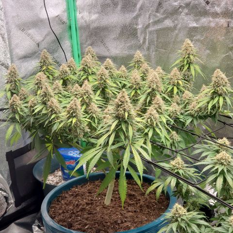 Cali growlog timeline photo