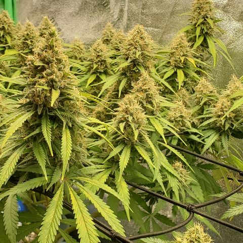 Cali growlog timeline photo