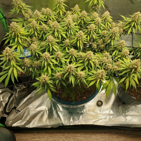 Cali growlog timeline photo
