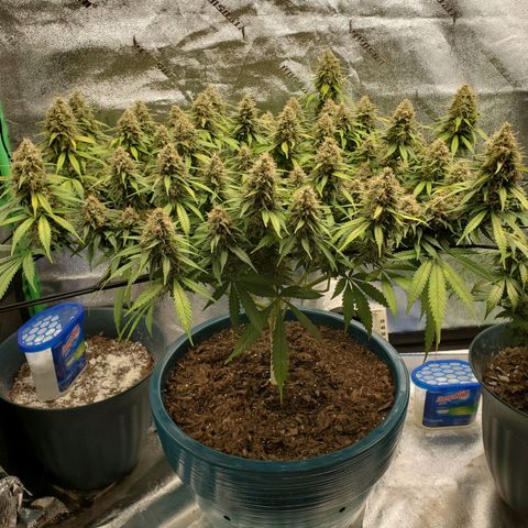 Cali growlog timeline photo